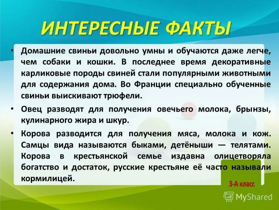 Плюсы и минусы содержания диких животных дома. Интересные факты о домашних животных. Интересные факты о домашних питомцах. Интересные факты о домашних животных для детей. Интересные факты о домашних животных 3 класс.