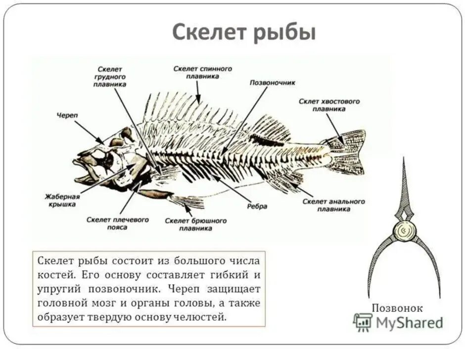 Осевой скелет костистой рыбы. Скелет костной рыбы 7 класс биология. Отделы скелета костных рыб. Внутреннее строение костной рыбы скелет.