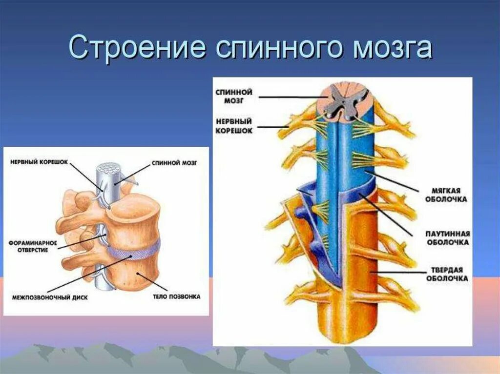 Строение позвонка со спинным мозгом. Строение и функции спинного мозга спинномозговой канал. Рис 20 строение спинного мозга. Анатомические структуры спинного мозга.