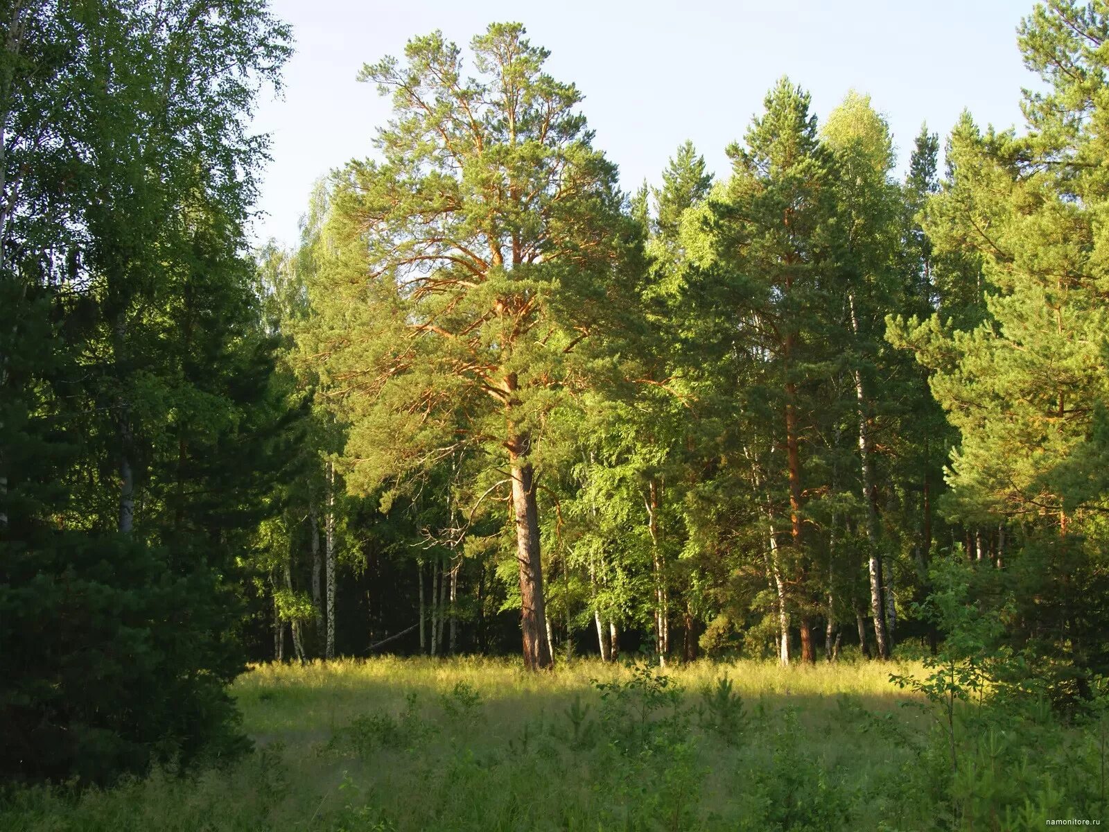 Хвойная поляна. Сосновый лес Заокский район Сосновый. Смешанный Уральский лес опушка. Опушка соснового леса. Сосновый лес опушка.