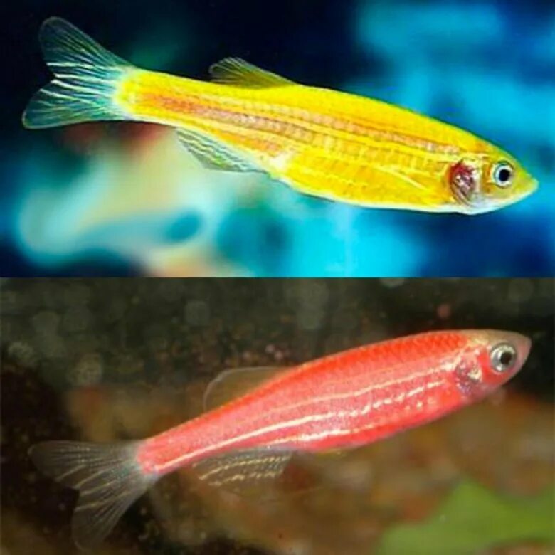 Данио Глофиш (Glofish) цвета в ассортименте / Карповые / Аквариумные рыбки / КАТ
