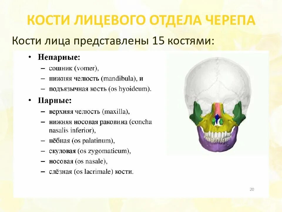 Состав кости черепа. Перечислите кости лицевого черепа. 15. Строение костей лицевого отдела черепа.. Строение костей лицевого отдела черепа. Парные кости лицевого отдела черепа.