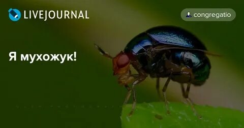 Мухожук