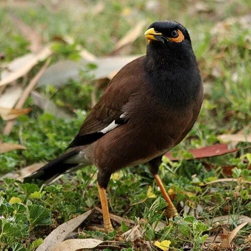 Myna bird. птица афганский скворец. индийский скворец 5 букв. индийский скворец майна. индийский скворец 5 букв.