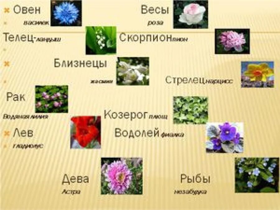 Ч5л5т п какой цветок. Цветы по гороскопу. Растения по знаку зодиака. Какой цветок по гороскопу. Растения и цветы по знаку зодиака.