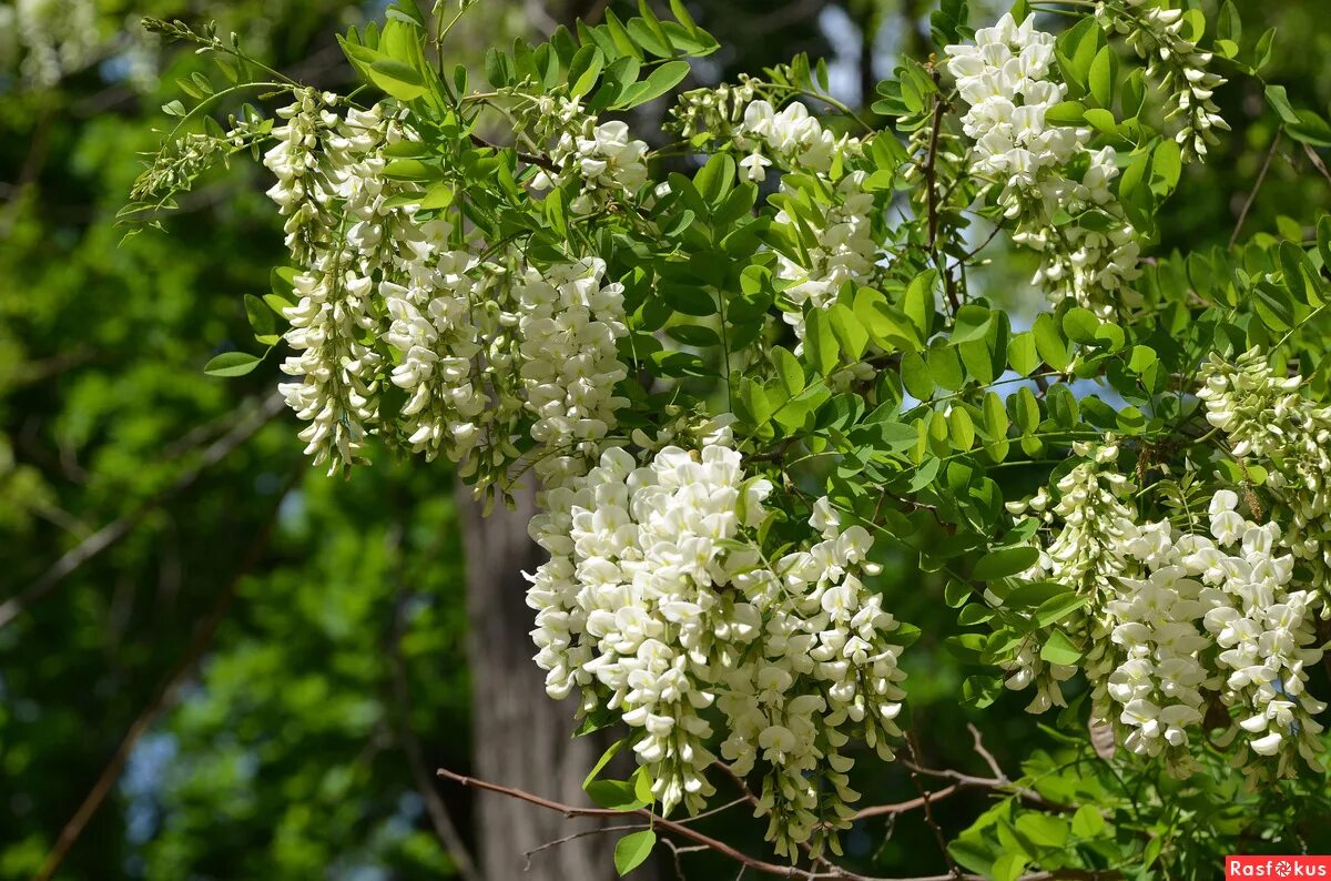 Акация белая (Робиния). Робиния Лжеакация куст. Акация белая Робиния дерево. Трехлистная Акация. Купить акация дерево