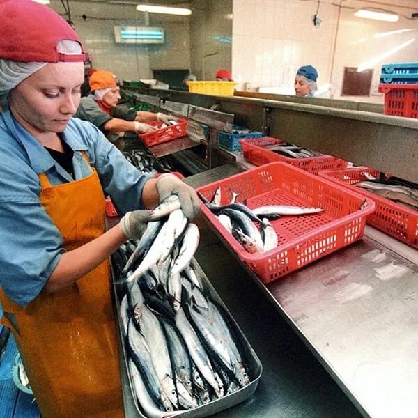 Фасовщица рыбы. Фасовщик-упаковщик рыбы. Сортировщик рыбной продукции. Упаковщик морепродуктов. Рыбный завод.