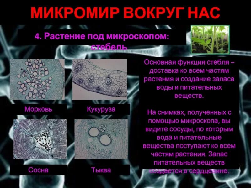 Элементы микромира