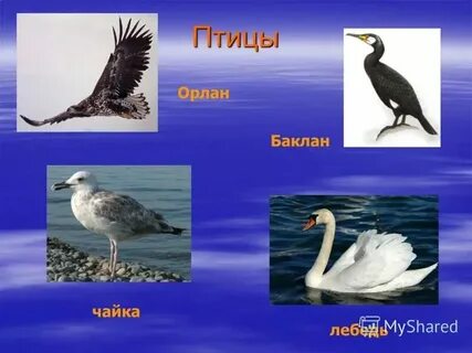 Животный мир черноморского побережья