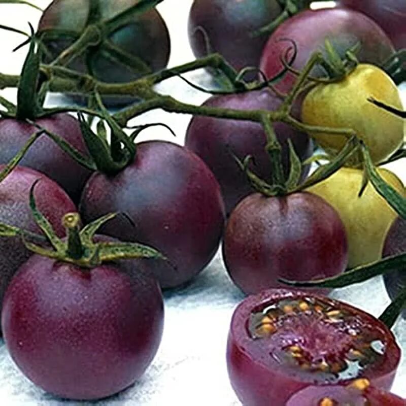 Tomato 10. Томат черри фиолетовый. Томаты черри сиреневый. Черри Кумато. Томат Королевский фиолетовый черри.