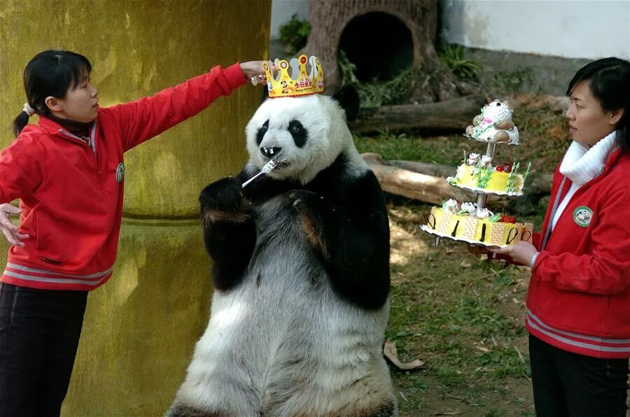 Большая панда рядом с человеком. Панды с малышом. Панда мао. Размер панды. Роды панды.