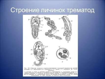 Личиночная стадия