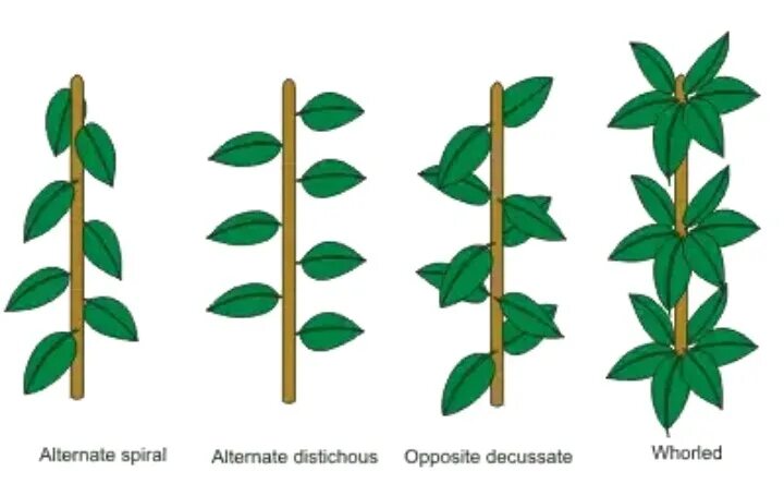 Листья расположены вертикально. Очередное и спиральное листорасположение. Мутовчатое расположение. Спиральное расположение листьев. Типы расположения листьев.