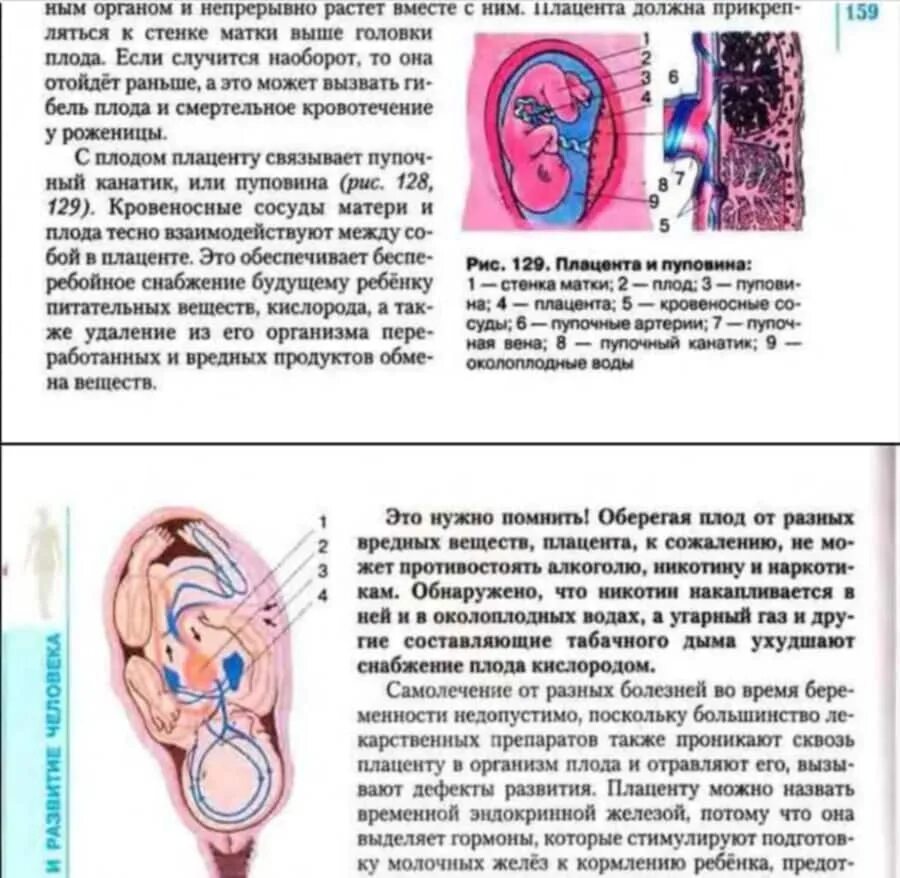 Тошнота в первом беременности. Токсикоз на ранних сроках. Токсикоз при беременности на ранних сроках. Какой бывает токсикоз. Сроки токсикоза при беременности.