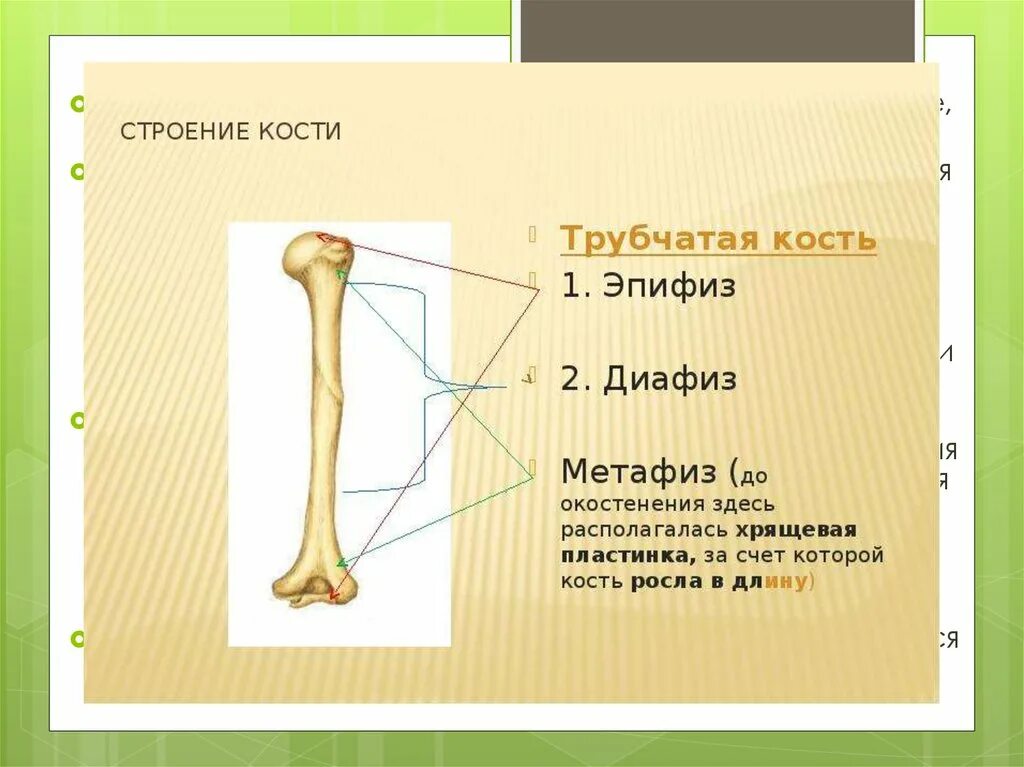 Скелет человека трубчатые кости. Строение эпифизов трубчатых костей. Трубчатая кость диафиз и эпифиз. Трубчатая кость эпифиз диафиз метафиз. Трубчатая кость строение метафиз.