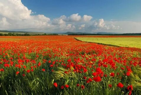Field world