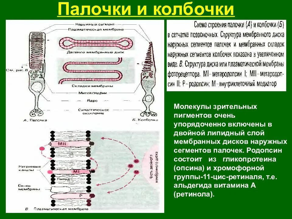 Содержат пигмент родопсин. Физиология палочек и колбочек. Характеристика фоторецепторов колбочек и палочек. Палочки и колбочки строение таблица. Палочки и колбочки пигмент родопсин.