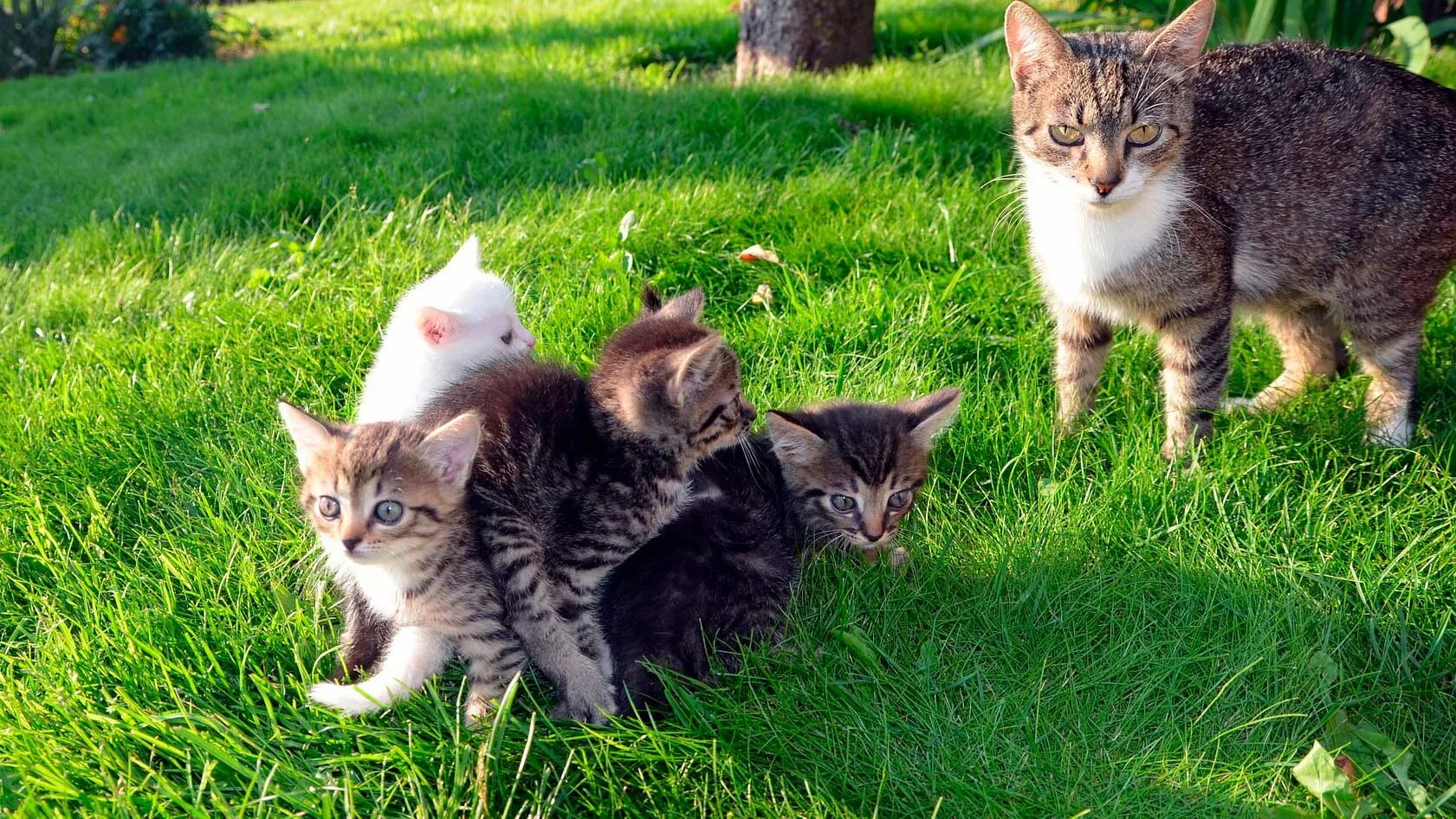 Кошка в деревне. Кошка с котятами. Кошка с котятами в деревне. Три кошки. Кошка мама играть