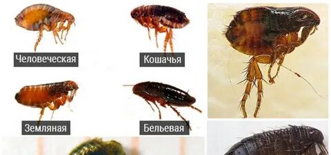 Как распознать блоху
