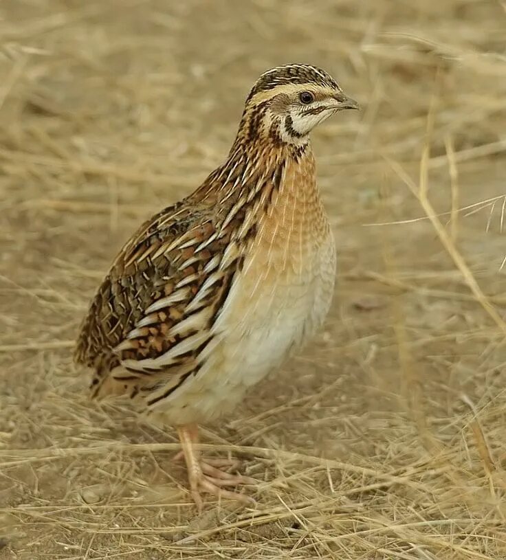 Где перепел поет. Перепел обыкновенный Coturnix Coturnix. Перепел обыкновенный , перепёлка (Coturnix Coturnix). Перепел Луговой. Перепелка Луговая.