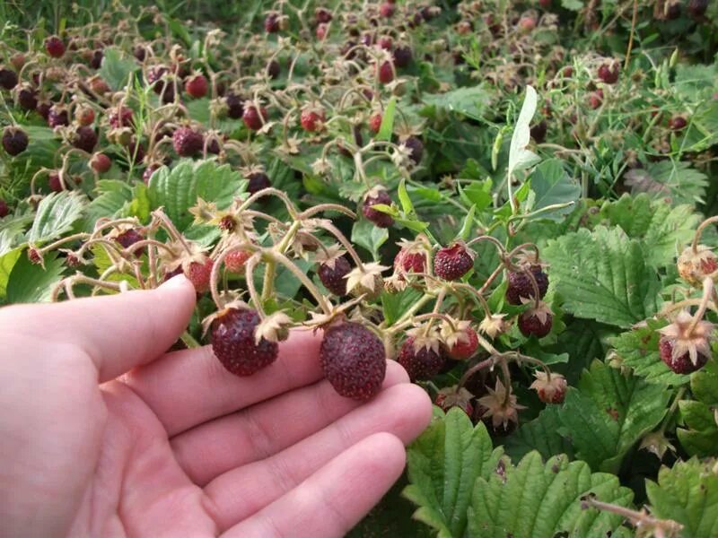 Сорт клубники бордового цвета