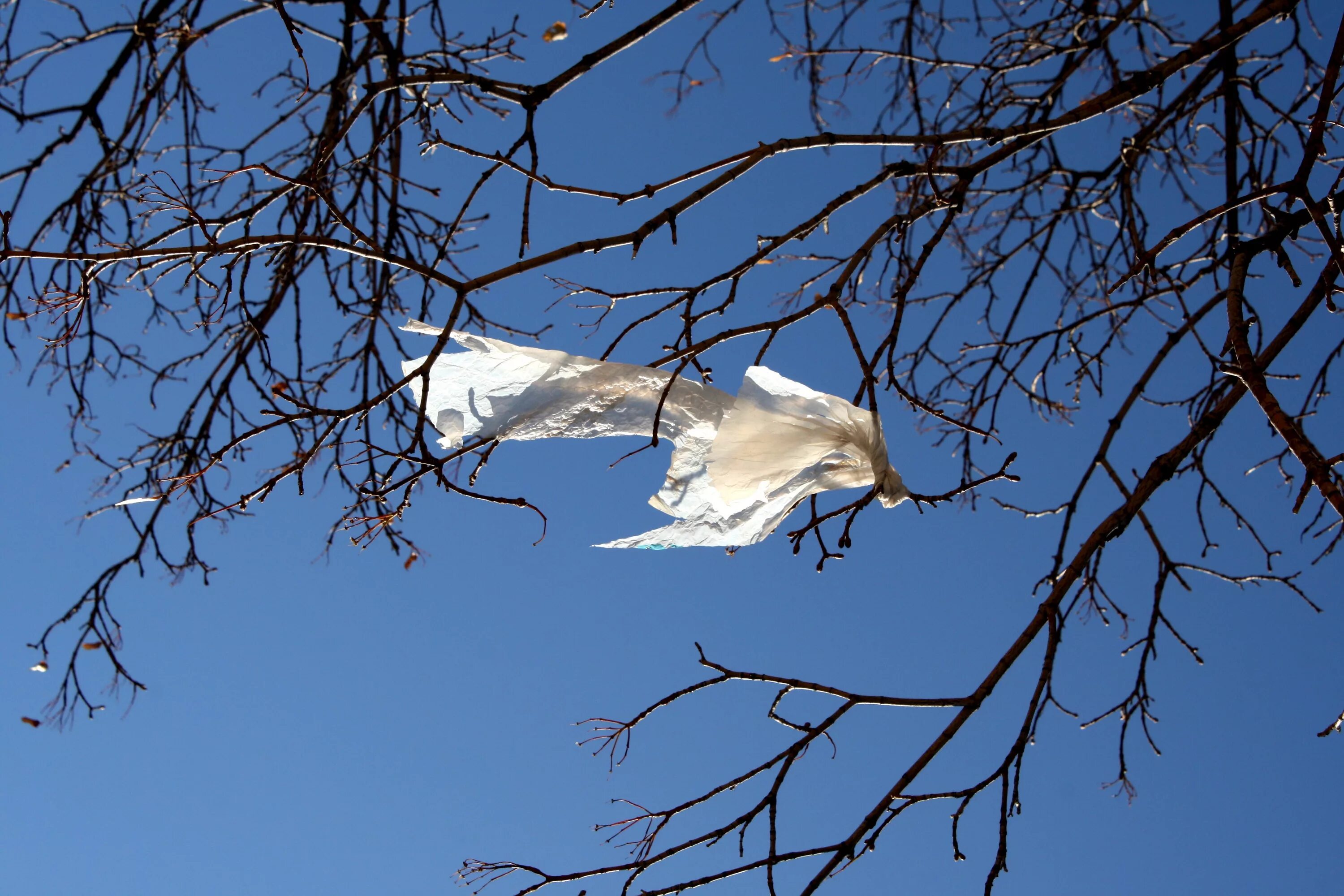 Bagged tree