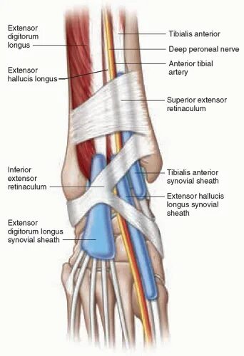 M extensor digitorum. Extensor retinaculum. extensor digitorum нога. m extensor digitorum longus на стопу.