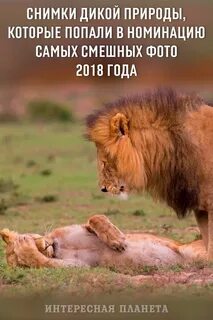 Дикое хочу