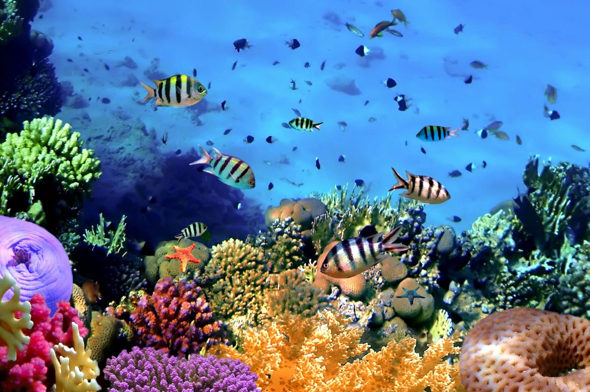 Животные кораллового рифа. Подводный риф риф. Коралловые рифы красного моря. Кораллы Галапагосские острова. Морское дно.