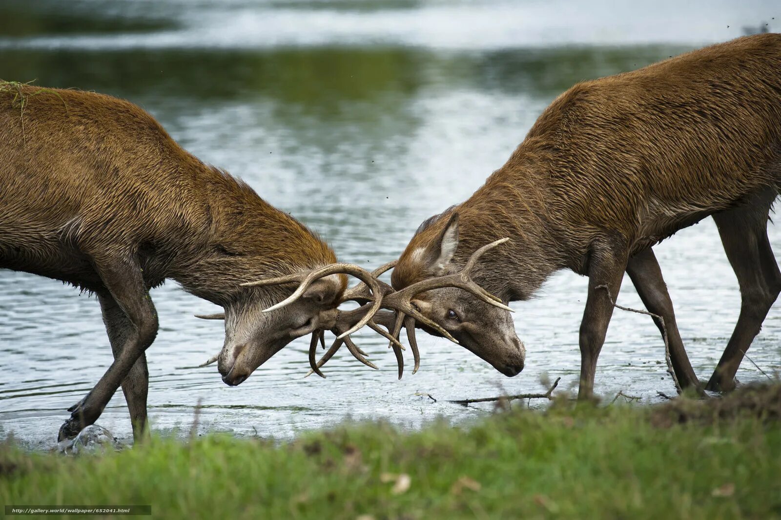 олень парнокопытное или нет. дикие парнокопытные. Parnokopytnye. олень парнокопытное или непарнокопытное. антилопа оронго.