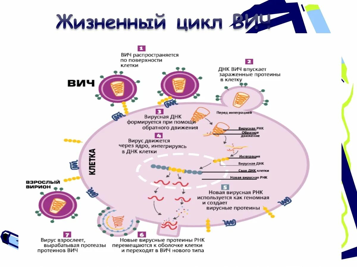 Развитие вич инфекции. ВИЧ поражает клетки иммунной системы. ВИЧ схема развития вируса. Жизненный цикл вируса ВИЧ схема. Патогенез ВИЧ инфекции схема.