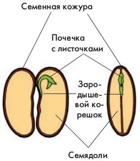 Зародыш с двумя семядолями