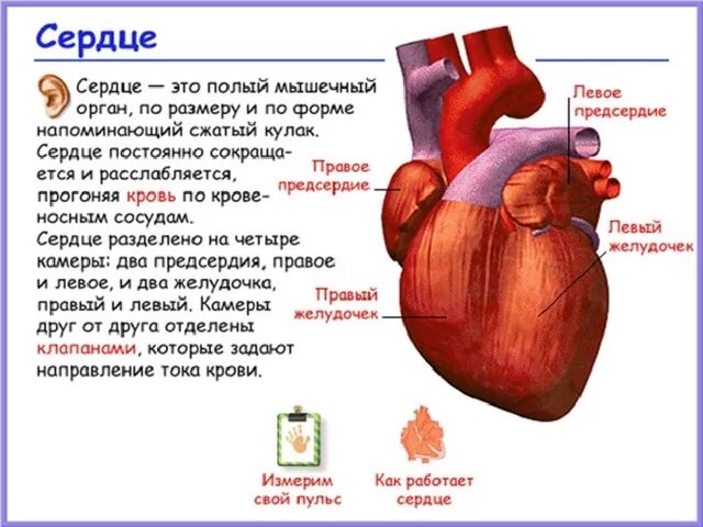 Сердечные мышцы относительные