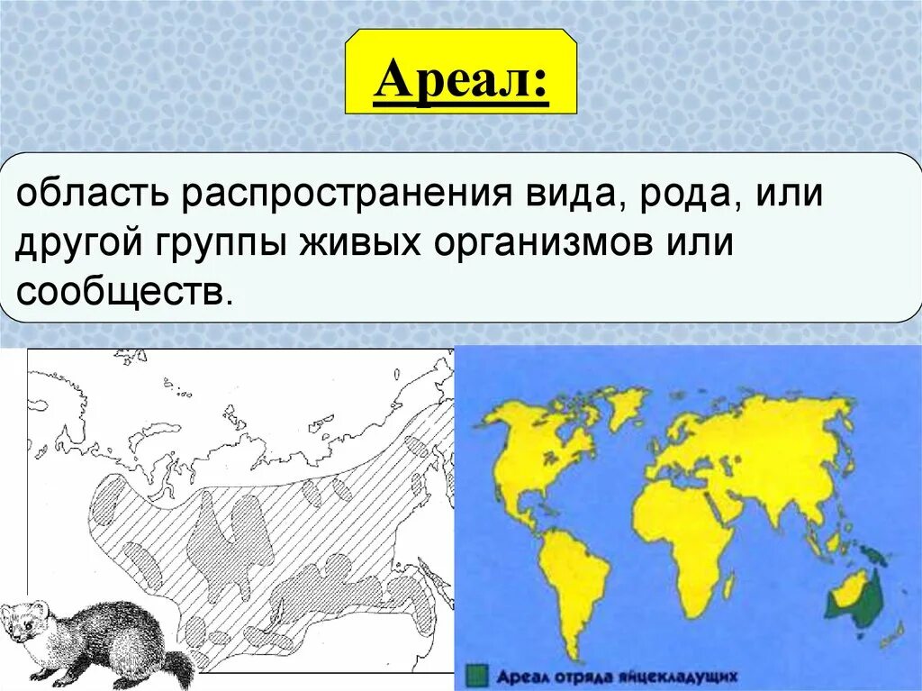 Область распространения живых. Ареал. Ареал это в биологии. Ареал презентация.