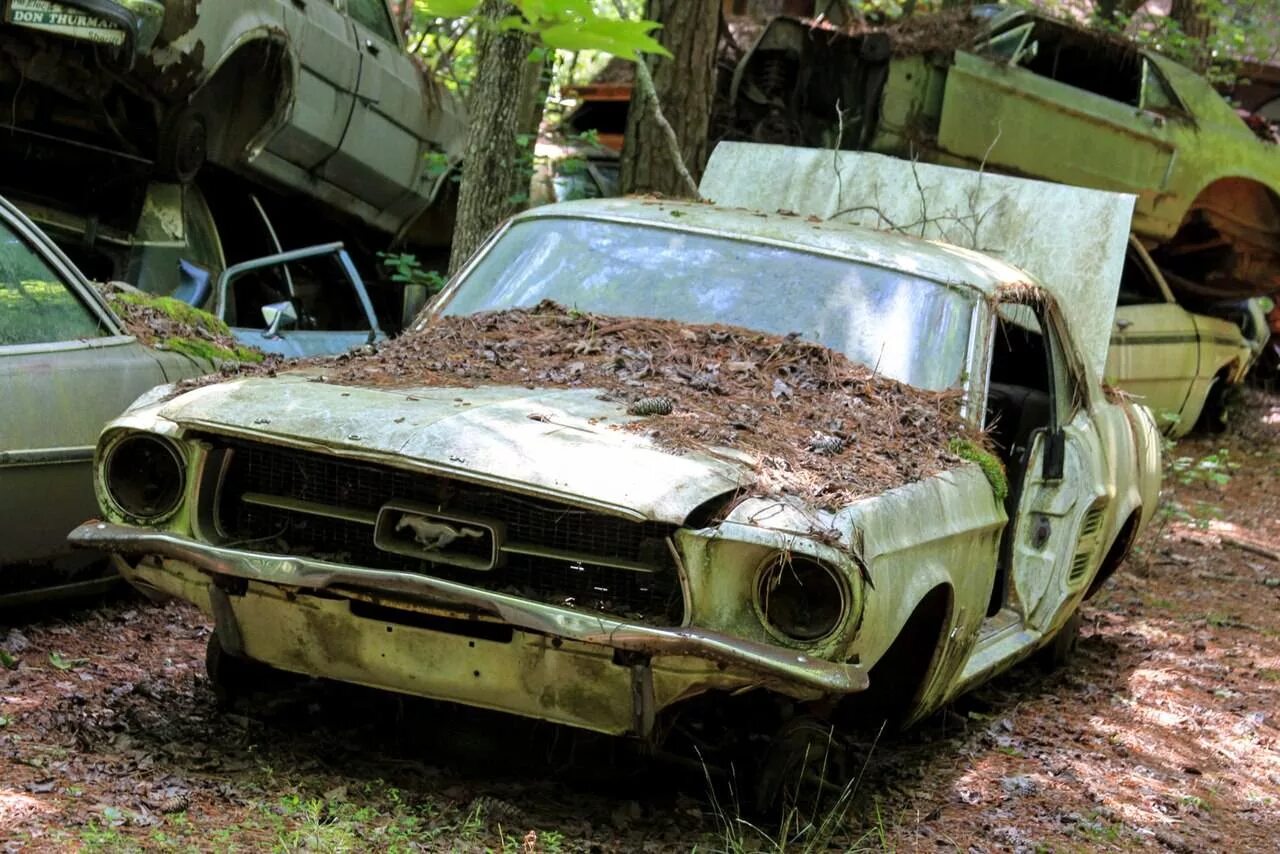 Где машина живая. Форд Мустанг 1967 заброшенные. Додж Челленджер автосвалка. ВАЗ 2114 автосвалка. Свалка автомобилей.