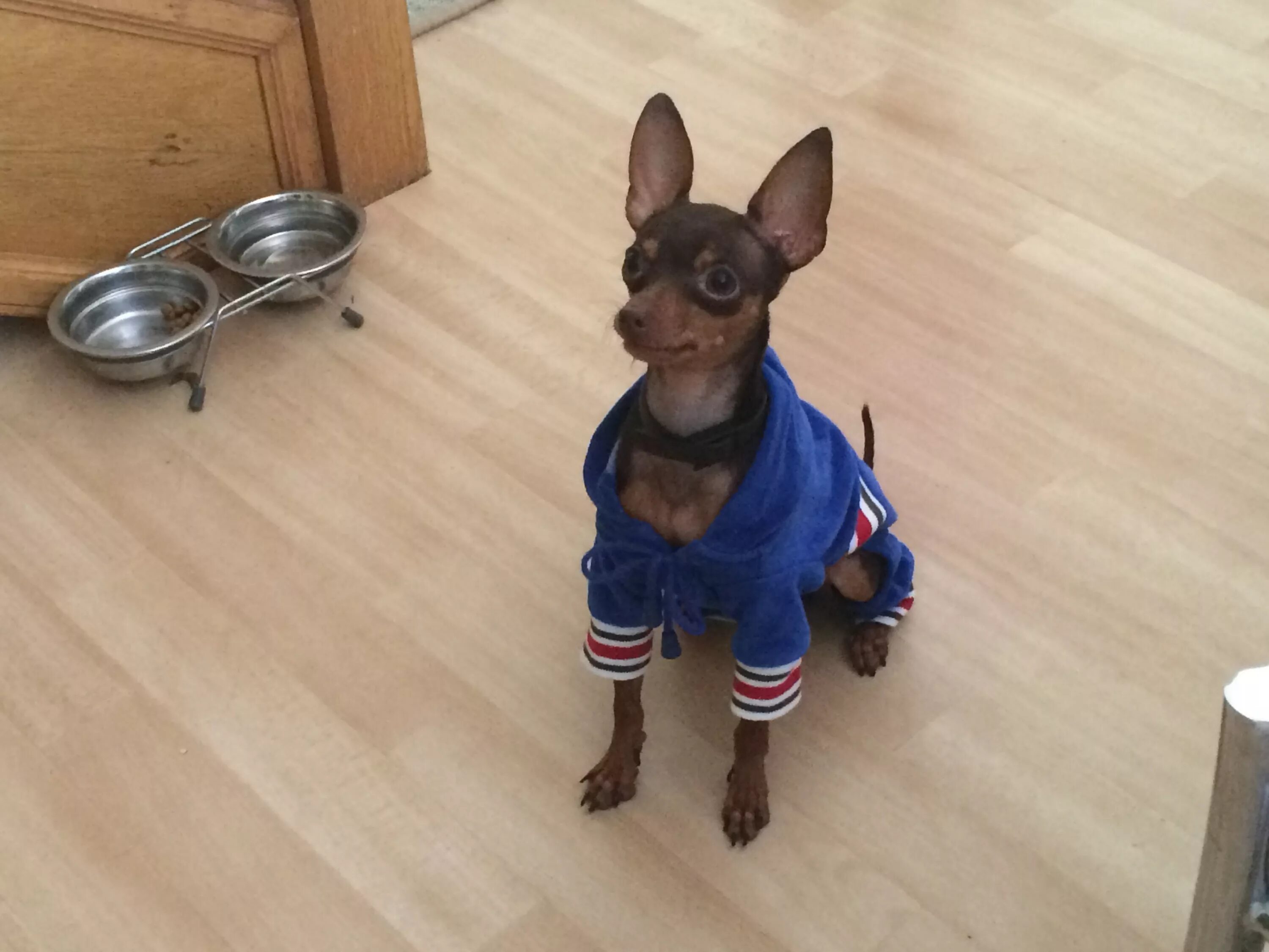 Второй порода тойтерьер. Той терьер. Той терьер. Карликовый терьер. Той терьер смешной.