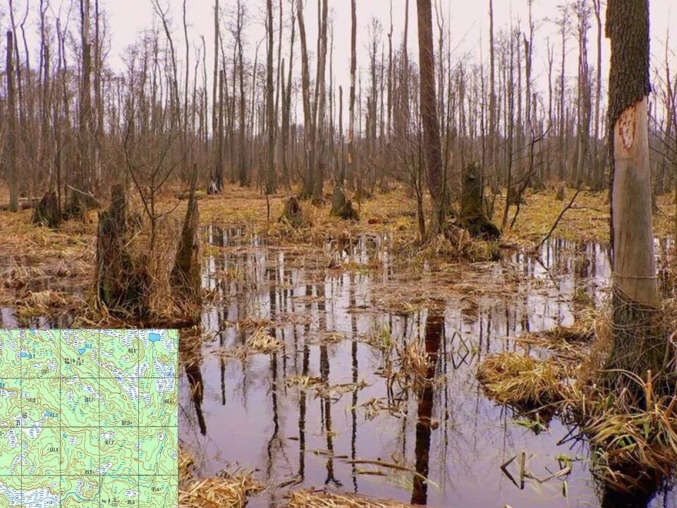 Болото опасность. Болотистая местность. Заболоченная лесисто местность. Маскировка болото.