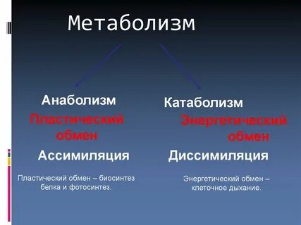 Энергетический и пластический обмен диссимиляция и ассимиляция