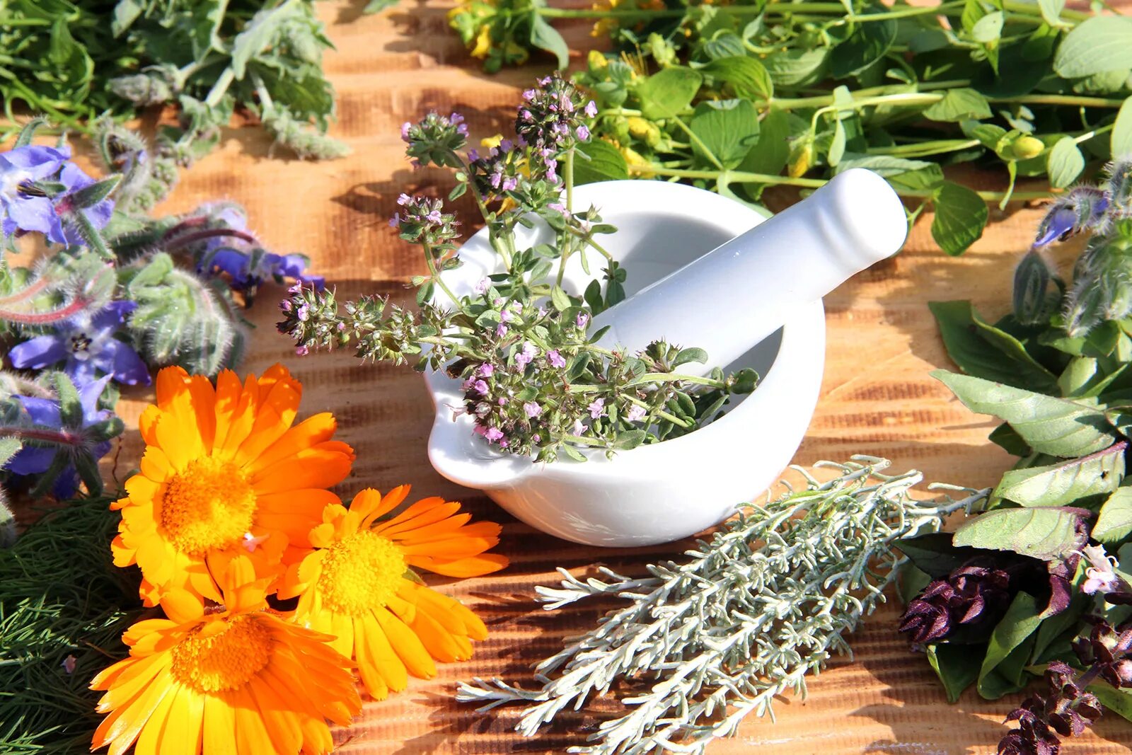 Лекарственные травы. Лечебные травы. Карманный справочник-определитель. Травяной сбор. Фитотерапия лекарственные растения.