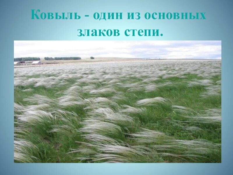 Ковыль в какой природной зоне россии. Ковыль Степной Астраханская область. Верблюжья колючка, Типчак, ковыль. Зона степей ковыль. Ковыль Степной зоны.