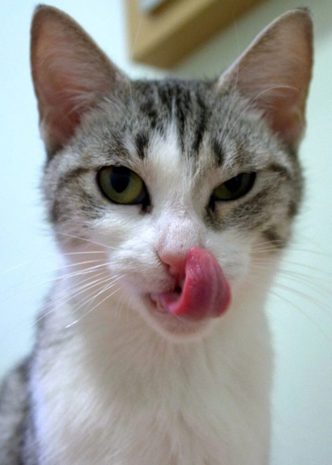 Кошка открывает рот и высовывает язык. Кошка с высунутым языком. котик с высунытым ежиком. котенок облизывается.