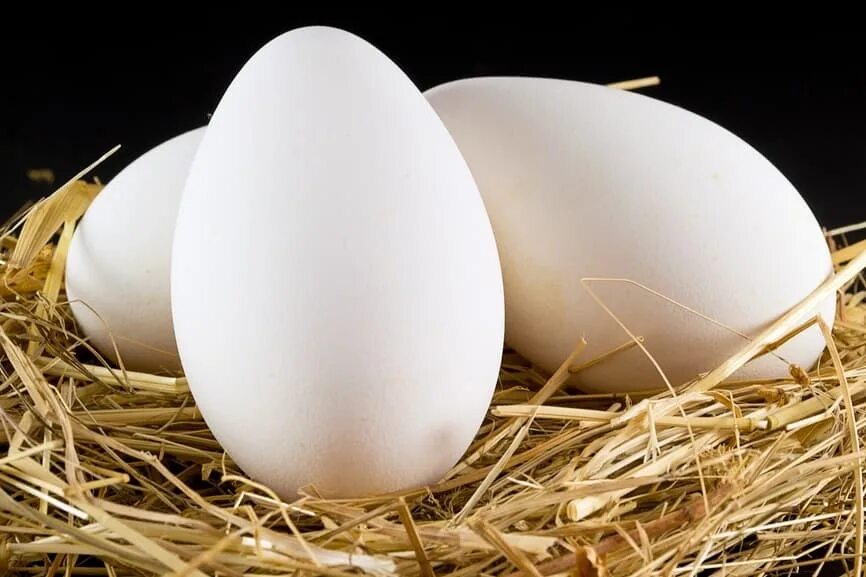 Сколько стоит десяток гусиных яиц. Яйцо гусиное инкубационное. Гусыня и гусиное яйцо. Инкубационное яйцо гусей. Яйца гусиные яйца.