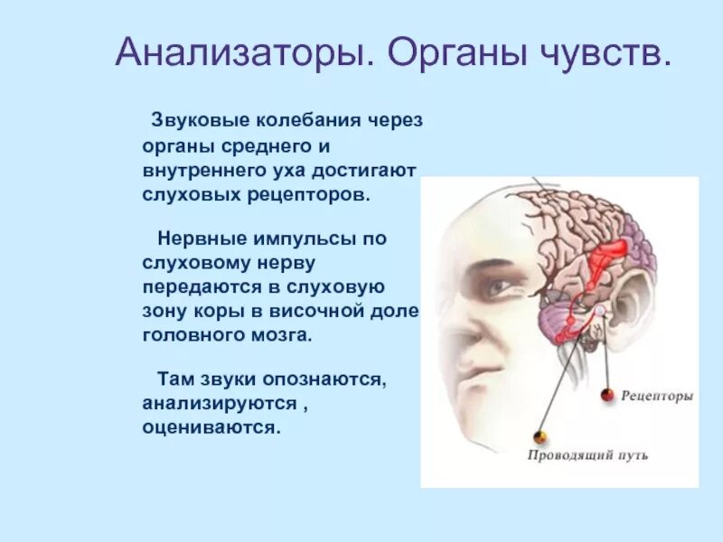 Анализаторы органы чувств. Анализаторы биология. Нервные импульсы от рецепторов слуха поступают в височную зону. Слуховые нервные центры. Анализаторы биология 8 класс видеоурок