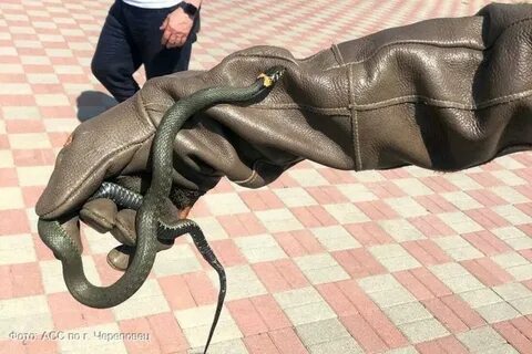 Заползает змея