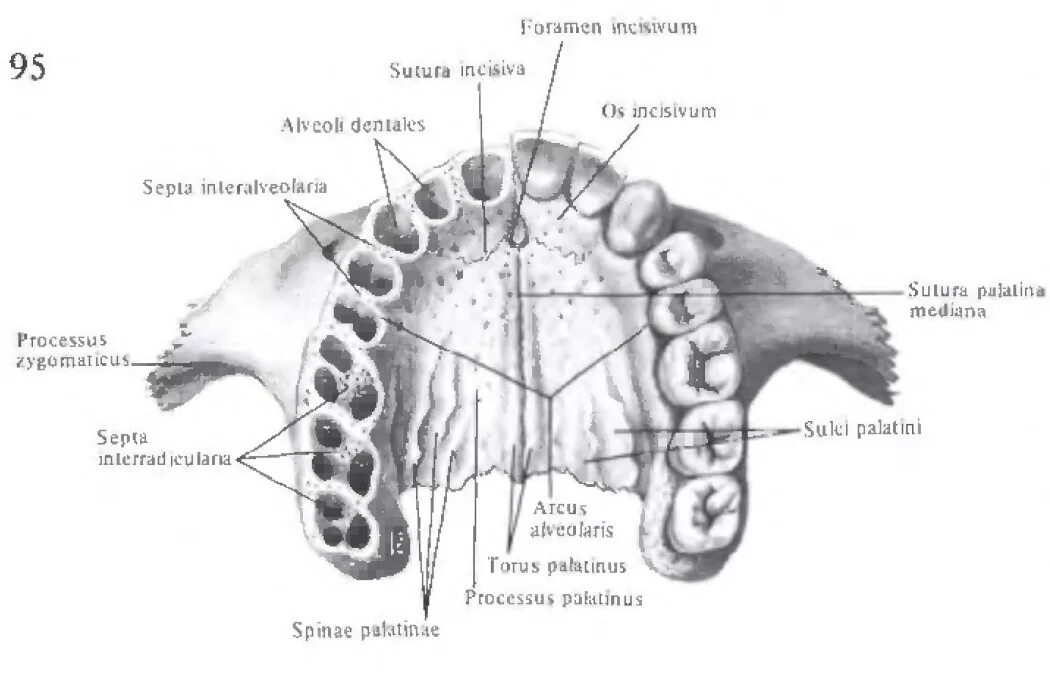 Костная основа полости рта. Небный отросток верхней челюсти анатомия. Верхняя челюсть анатомия строение вид снизу. Носовой отросток верхней челюсти анатомия. Строение небного отростка верхней челюсти.