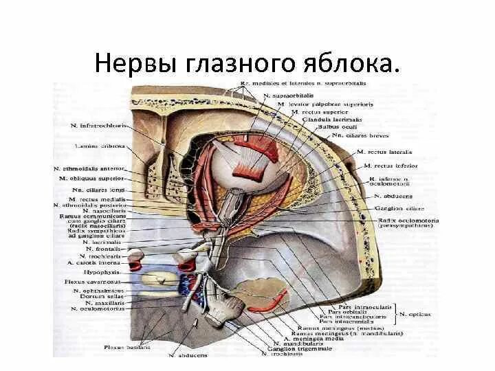 Зрительные нервы глазного яблока. Нервы глазного яблока анатомия.