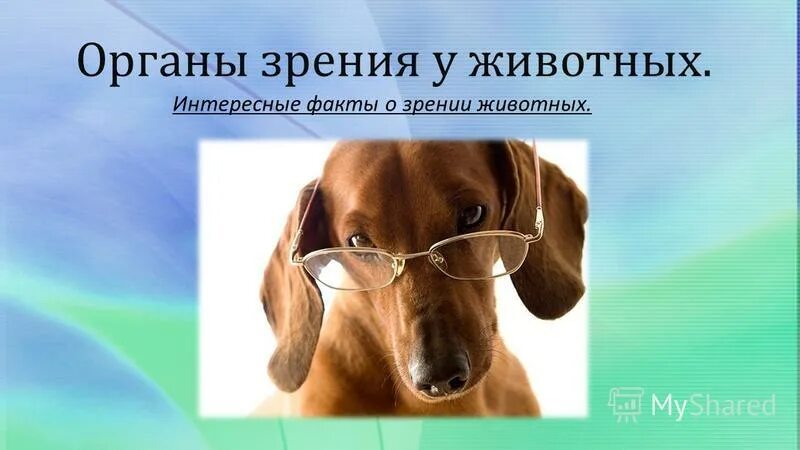 1 зрение животных. Органы зрения животных. доклад про зрение животных. интересные факты про зрение животных. зрение собак.