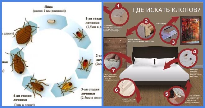 Bed Bug Treatment Зображення - огляд 1,494 Стокові фото, векторні зображення й в