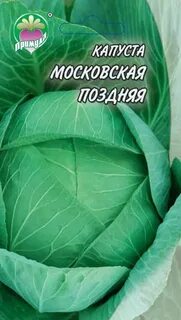 Капуста московская поздняя фото