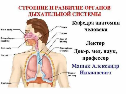 Последовательность структур дыхательной системы